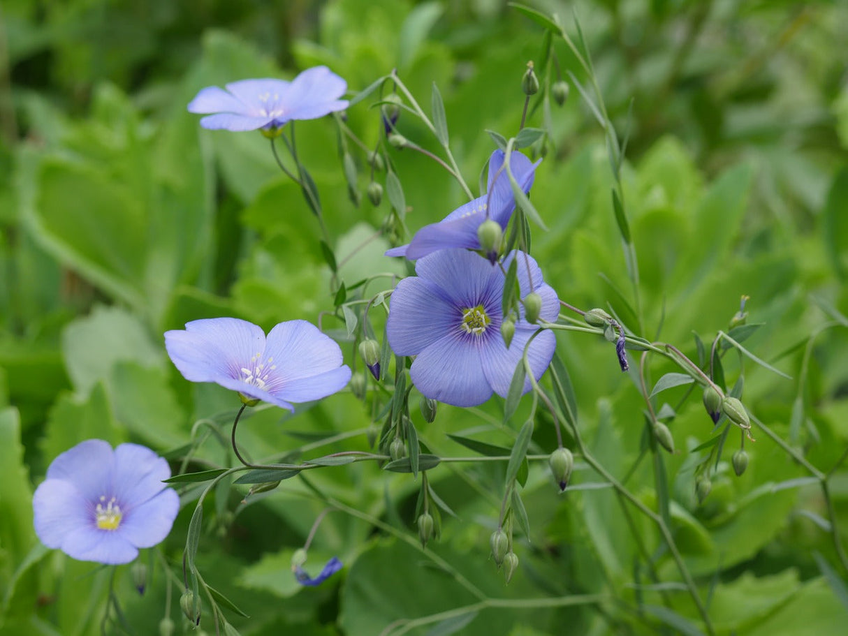 Wildflower mix by SeedsNow featuring vibrant blue and purple flowers from the Wildflowers - Blues Brothers Seed Mix.
