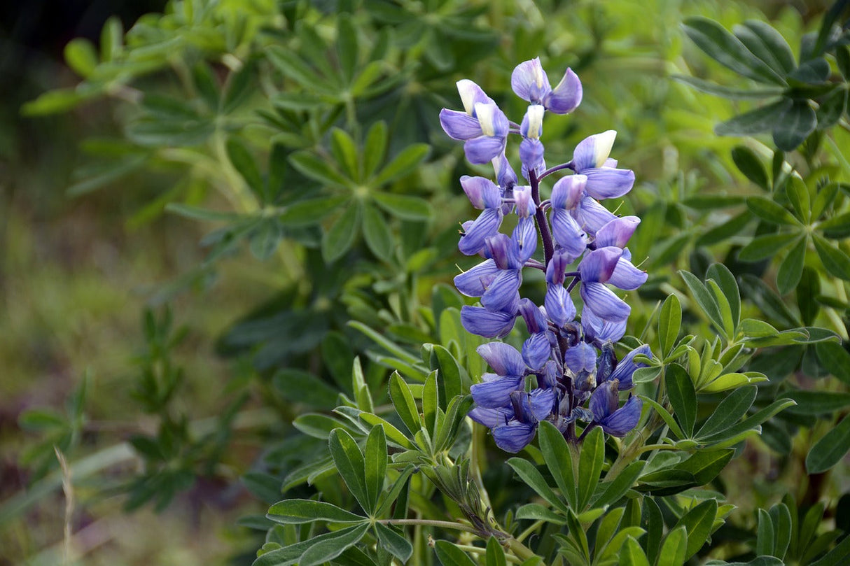 Wildflowers seed mix featuring vibrant blue lupines from SeedsNow, perfect for colorful garden or meadow planting.