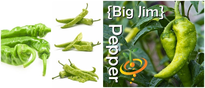 Big Jim Pepper variety showing large green peppers on plant and harvested pods