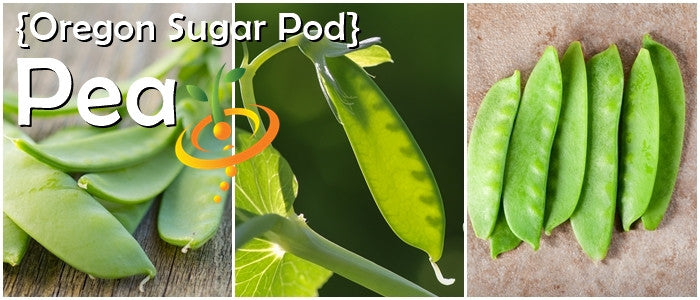 Oregon Sugar Pod peas fresh green pods and vine close-up collage