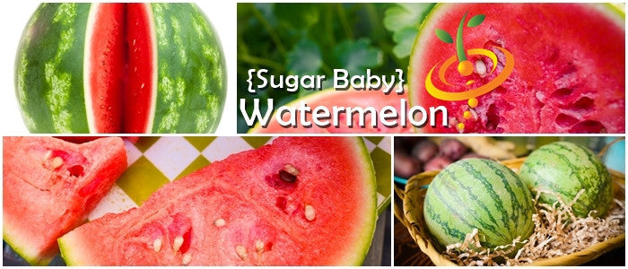 Collage of Sugar Baby watermelons whole and sliced showing red flesh and green striped rind
