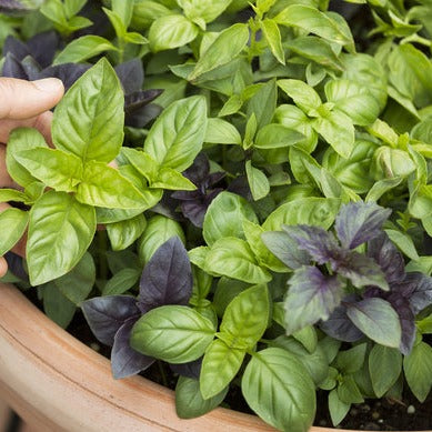 Close-up of a variety of green and purple basil herb mix plants growing in a pot with a hand touching the leaves