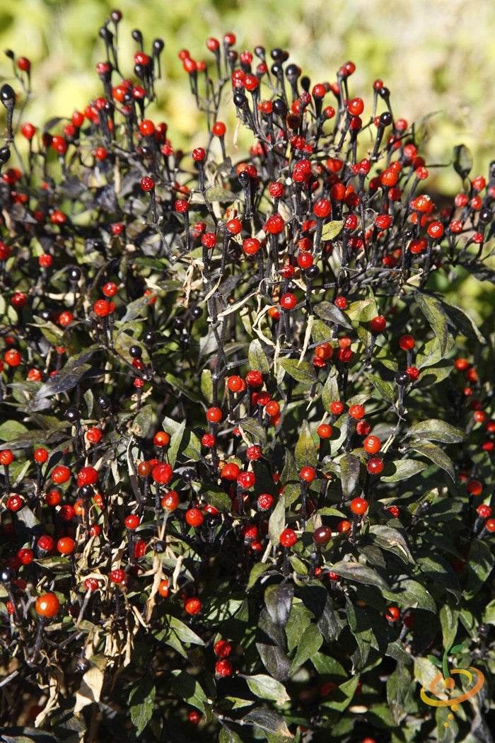 Cluster of small red hot peppers on dark green leafy plant, world's hottest peppers variety pack