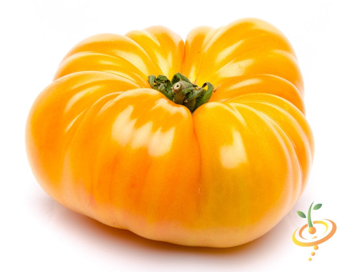 Yellow Beefsteak Tomato indeterminate seeds from SeedsNow, showing vibrant yellow tomato plants growing with lush green foliage.