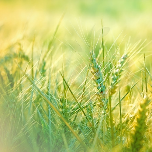Buy Organic Hard Red Wheat seeds online from the USA for Baking