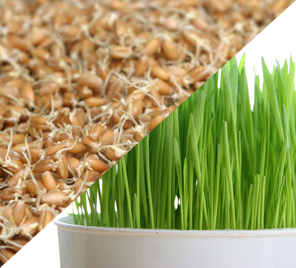 Sprouts Seed Bank showing sprouted seeds and green microgreens growing in a container