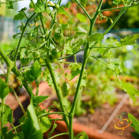 The Secret to Producing More Tomatoes 🤫