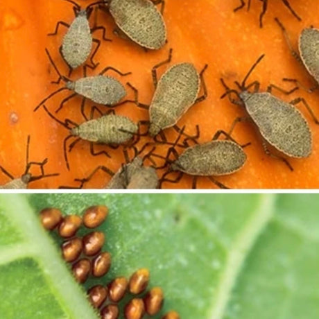 How to Deal with Squash Bugs 🪲