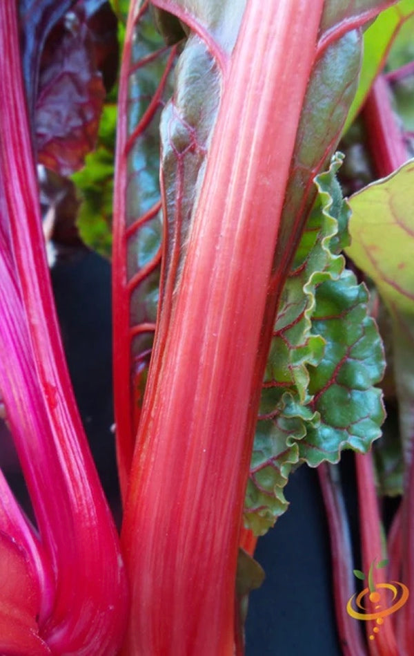 All Chard Greens/Swiss Chard Seeds