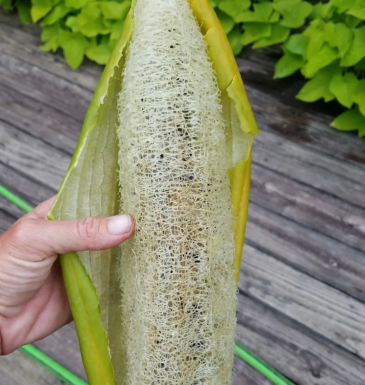 All Gourd Seeds