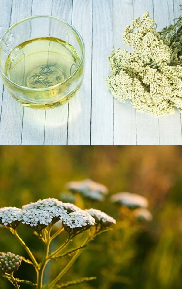 All Yarrow Herb Seeds