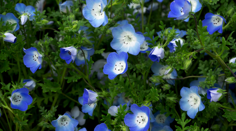 Baby Blue Eyes flower seeds from SeedsNow.com, showcasing vibrant blue wildflower seeds for planting and garden beautification.
