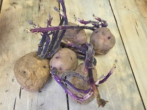 Organic Caribe early-season potato seed rounds from SeedsNow-Potatoes, showing smooth, round, light brown potato seed tubers.