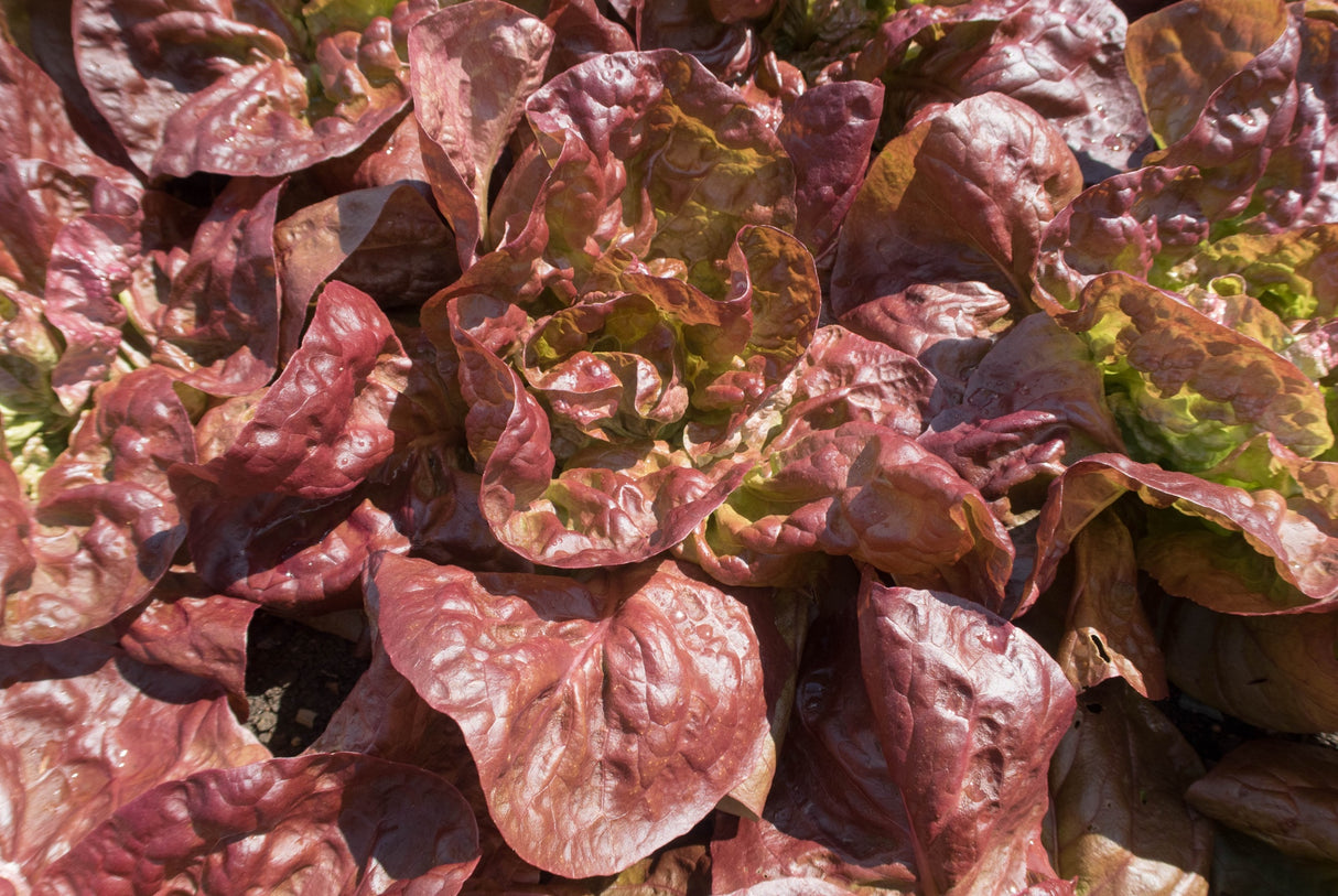 Lettuce - Marvel of Four Seasons