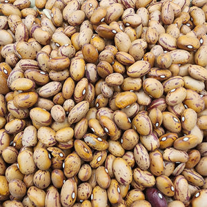 Taylor Dwarf bush bean from SeedsNow, fresh green bean plant with healthy leaves and developing pods.