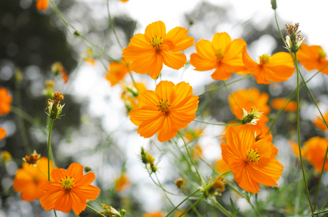 Bright orange Cosmos flower seeds from SeedsNow.com, showcasing vibrant blooms and green foliage in a natural setting.