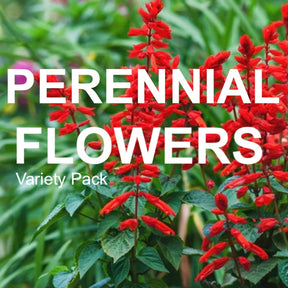 All-in-One Perennial Flower Garden Variety Pack from SeedsNow-SeedBanks, featuring diverse colorful perennial flowers in the pack.
