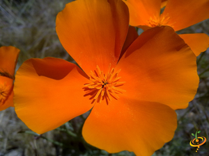 Wildflowers - Exotic Mountain Scatter Garden Seed Mix - SeedsNow.com