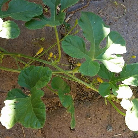 Cucumber - Cucamelon, West Indian Burr Gherkin - SeedsNow.com