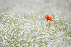 Wildflowers - Partial Shade Scatter Garden Seed Mix - SeedsNow.com