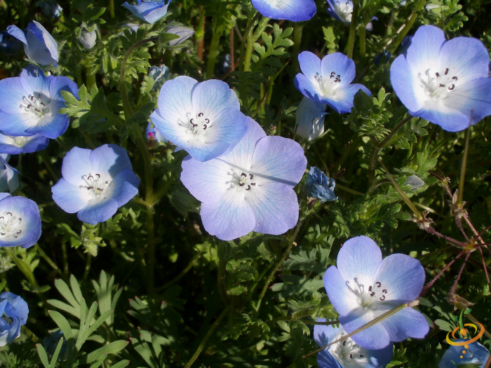 Wildflowers - Low Grow Scatter Garden Seed Mix - SeedsNow.com