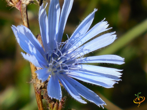 Wildflowers - Low Grow Scatter Garden Seed Mix - SeedsNow.com