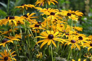 Wildflowers - Deer Resistant Scatter Garden Seed Mix - SeedsNow.com