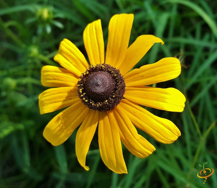 Wildflowers - Dryland Scatter Garden Seed Mix - SeedsNow.com