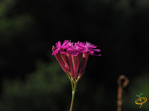 Wildflowers - All Annual Scatter Garden Seed Mix - SeedsNow.com