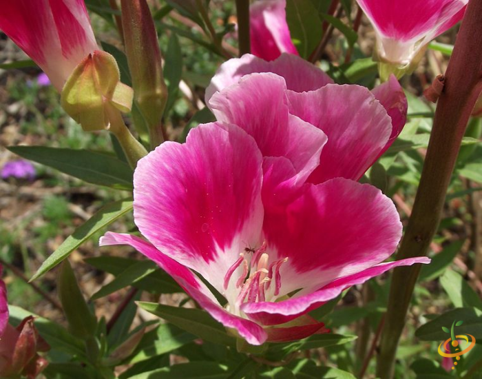 Wildflowers - California Native Scatter Garden Seed Mix - SeedsNow.com