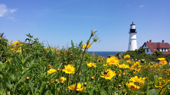 Wildflowers - All Perennial Scatter Garden Seed Mix - SeedsNow.com