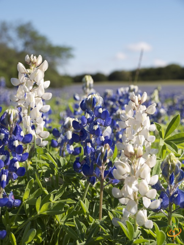 Wildflowers - Annual Cut Flower Scatter Garden Seed Mix - SeedsNow.com