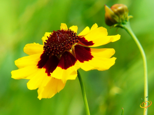 Wildflowers - Partial Shade Scatter Garden Seed Mix - SeedsNow.com