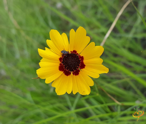 Wildflowers - Moist Area Scatter Garden Seed Mix - SeedsNow.com