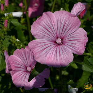 Wildflowers - Partial Shade Scatter Garden Seed Mix - SeedsNow.com