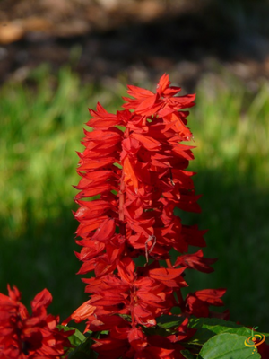 Wildflowers - All Annual Scatter Garden Seed Mix - SeedsNow.com