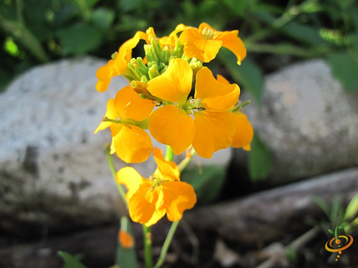 Wildflowers - All Annual Scatter Garden Seed Mix - SeedsNow.com