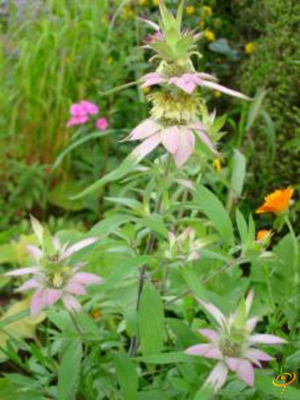 Wildflowers - Fragrant Flower Scatter Garden Seed Mix - SeedsNow.com