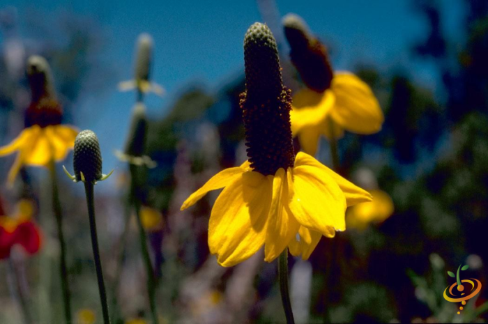 Wildflowers - Exotic Mountain Scatter Garden Seed Mix - SeedsNow.com