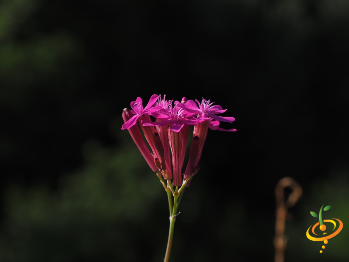 Wildflowers - Hummingbird & Butterfly Scatter Garden Seed Mix - SeedsNow.com