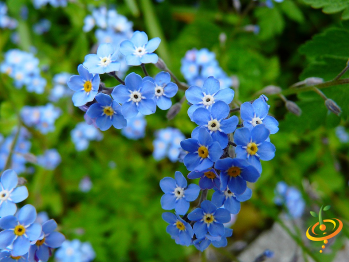 Wildflowers - Hummingbird & Butterfly Scatter Garden Seed Mix - SeedsNow.com