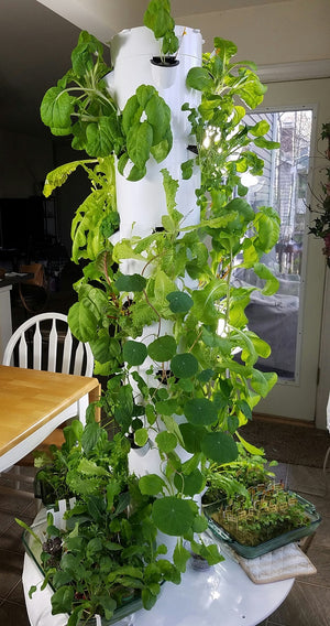 All-in-One Tower Garden Variety Pack - SeedsNow.com