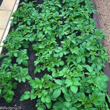 Organic King Edward early-season potato seed from SeedsNow-Potatoes, showcasing a fresh, healthy seed potato with smooth skin.