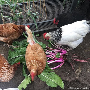 All-in-One Chicken Garden Variety Pack - SeedsNow.com