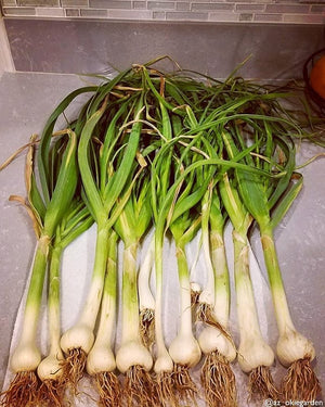 Garlic - (Soft Neck) Italian Late *PRE-ORDER* - SeedsNow.com