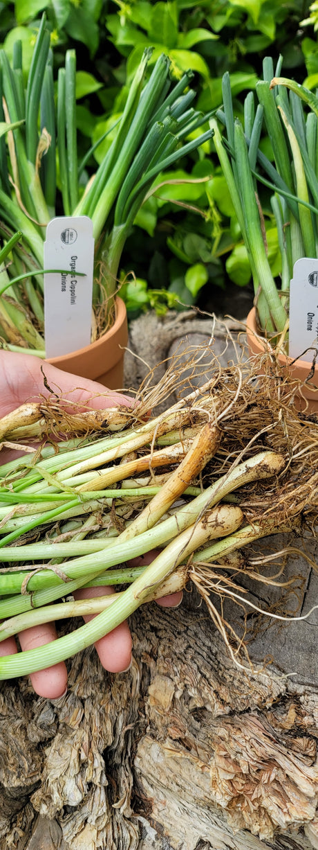 Onion transplants of OG Borettana Cipollini long-day variety from SeedsNow, showing healthy green onion plants ready for planting.