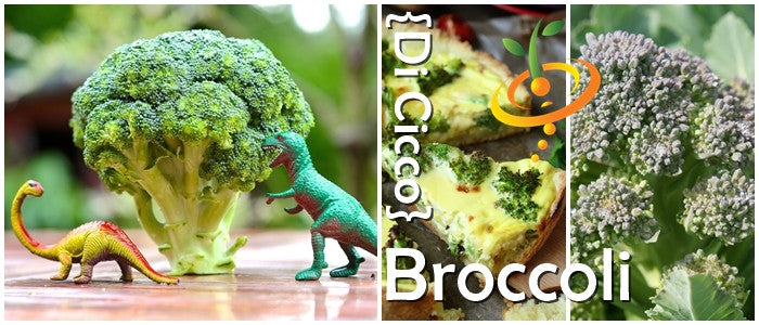 Broccoli - Di Cicco.