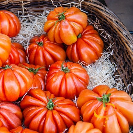 Beefsteak Ponderosa Red indeterminate tomato seeds from SeedsNow, shown in packaging with vibrant red tomatoes.