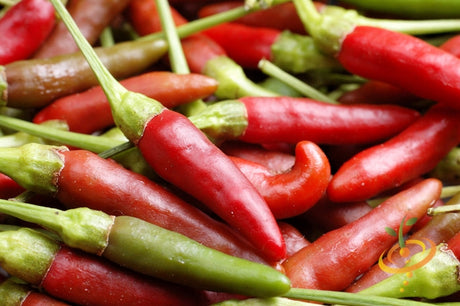 Bird's Eye hot pepper seeds from SeedsNow, close-up of vibrant red chili peppers on plant, ready for planting.
