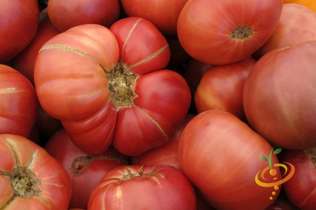 Pink Brandywine indeterminate tomato seeds from SeedsNow, showcasing ripe, pink heirloom tomatoes with green stems.